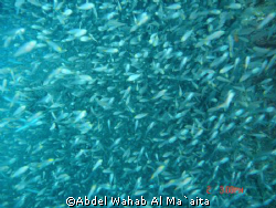 taken in site  gorgon 1 in aqaba gulf by Abdel Wahab Al Ma`aita 